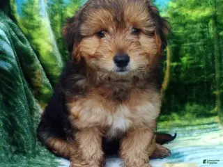 Yorkiepoo dogs for sale: Rubble - Ad 1