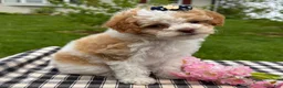 Toy Poodle dogs for sale: Harmony - Ad 4
