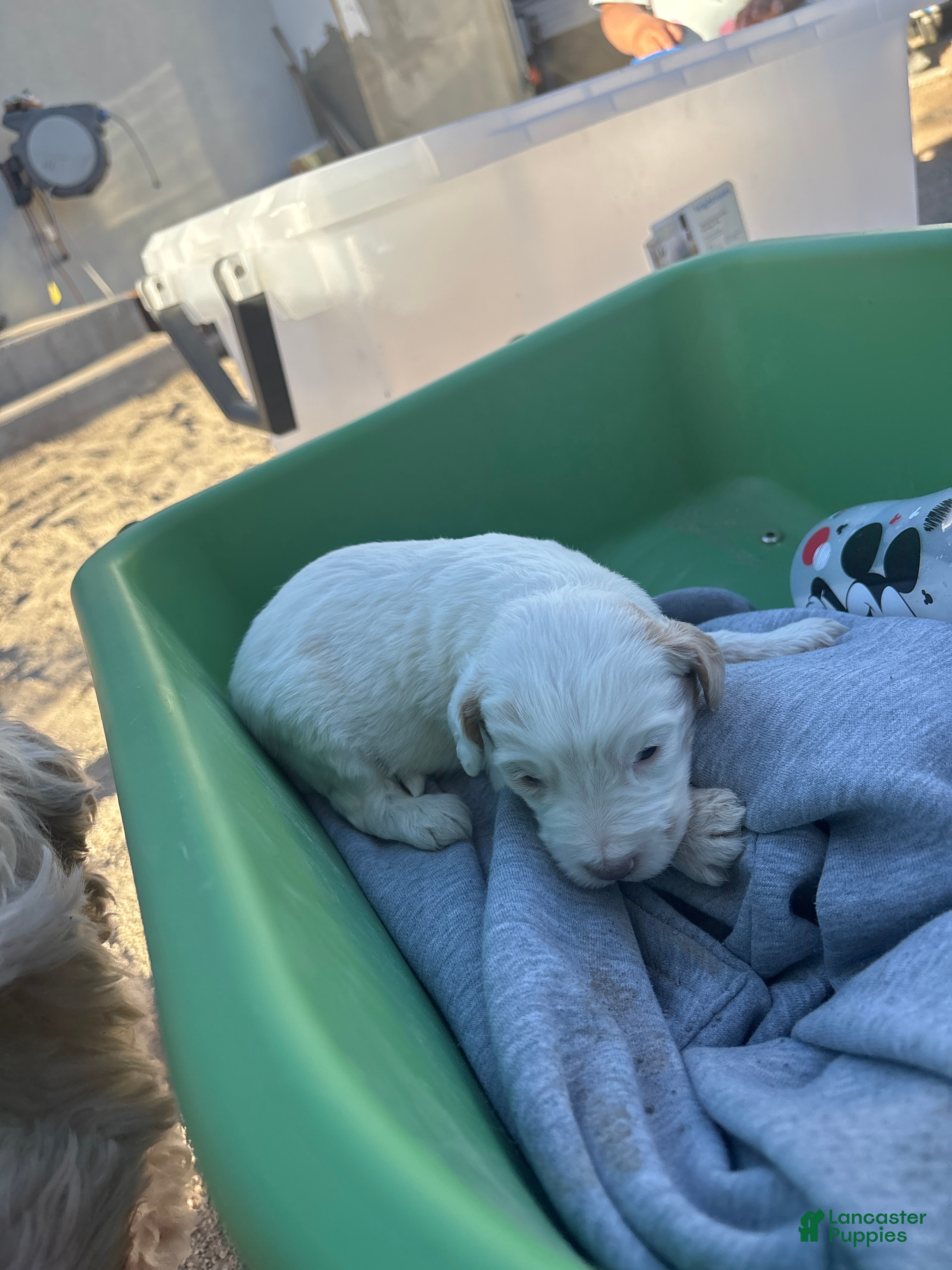 Goldendoodle dogs Goldendoodle Puppy 2 - Ad 3