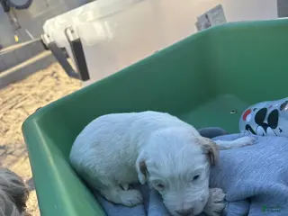 Goldendoodle dogs Goldendoodle Puppy 2 - Ad 3