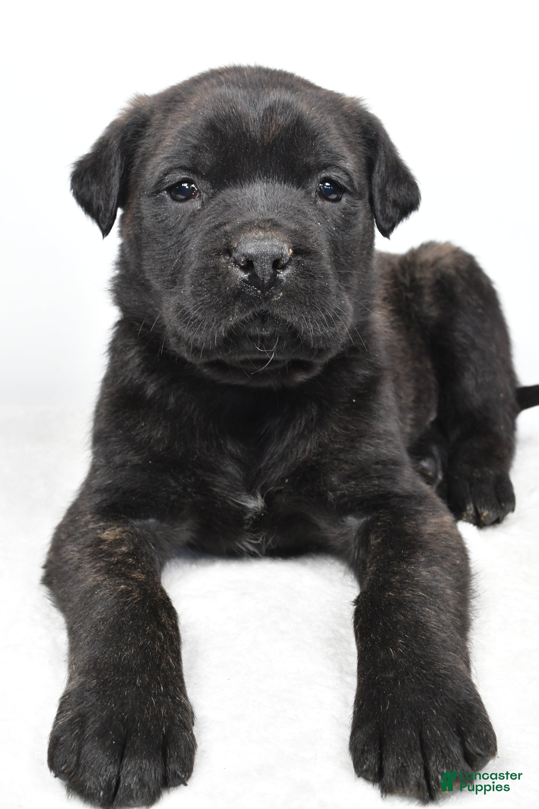 English Mastiff dogs Bella - Ad 2