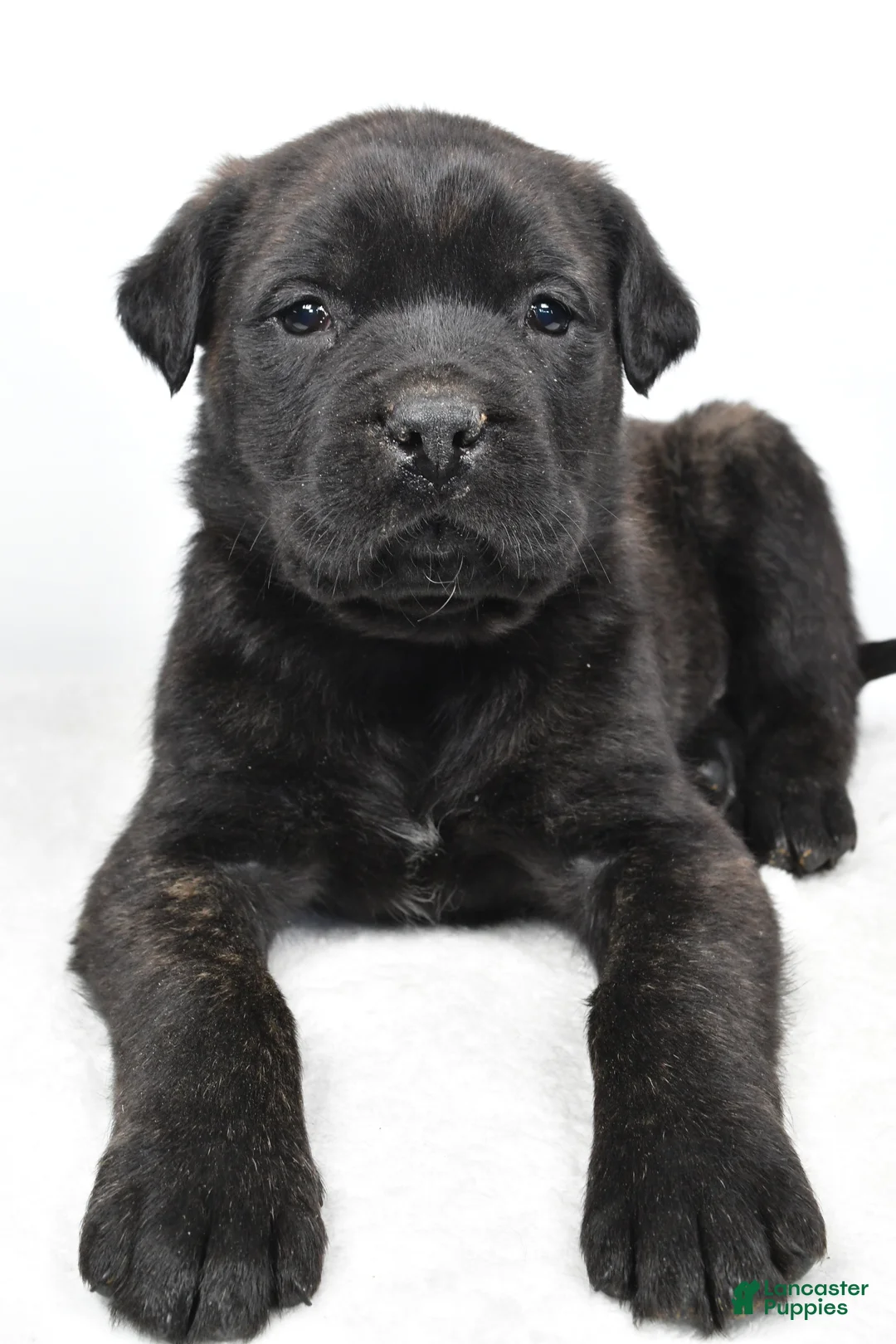 English Mastiff dogs for sale: Bella - Ad 2