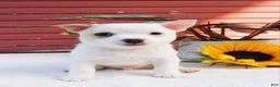 Mixed Breed dogs for sale: Jojo - Ad 4