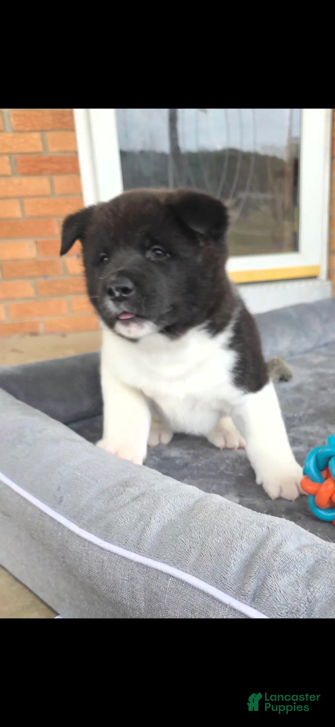 Akita dogs for sale: AKC Zooka - Ad 6