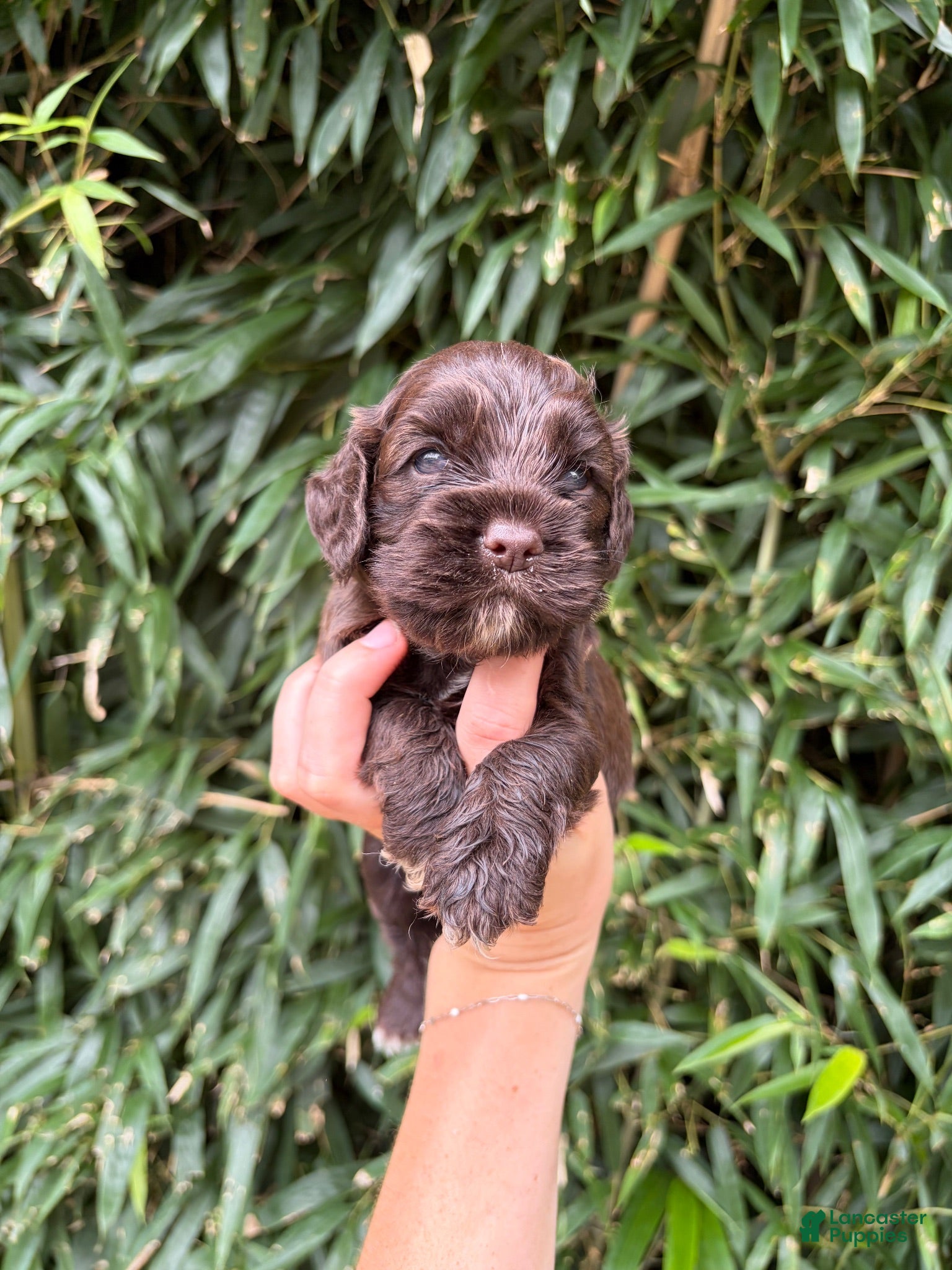 Cocker Spaniel dogs Cocker Spaniel 5 - Ad 13