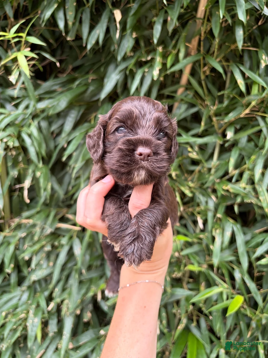 Cocker Spaniel dogs for sale: Cocker Spaniel 5 - Ad 1