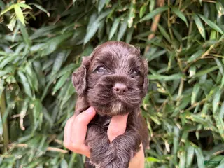 Cocker Spaniel dogs Cocker Spaniel 5 - Ad 6