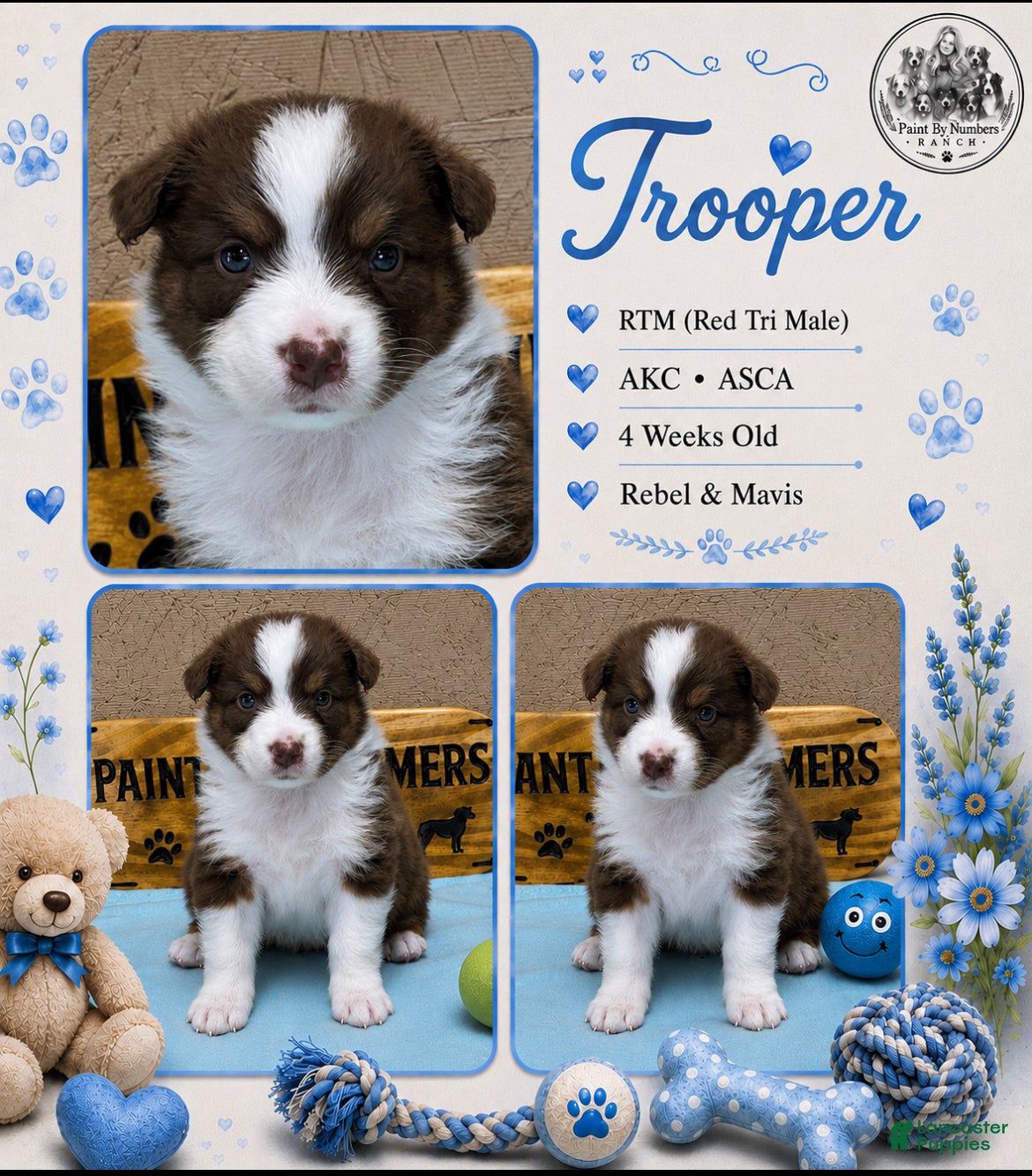 Australian Shepherd dogs Trooper - Ad 8