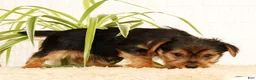 Yorkshire Terrier dogs for sale: Seth - Ad 9