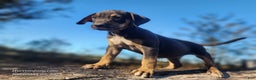 Catahoula Leopard Dog dogs for sale: Tracy II 2025 Female 1 - Ad 6