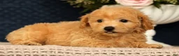 Bichpoo dogs for sale: Jenna - Ad 7