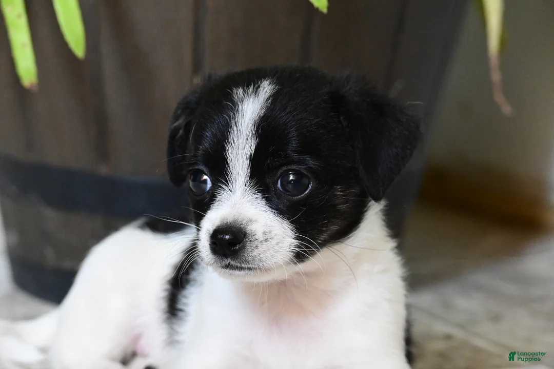 Mixed Breed dogs for sale: Rover - Ad 2