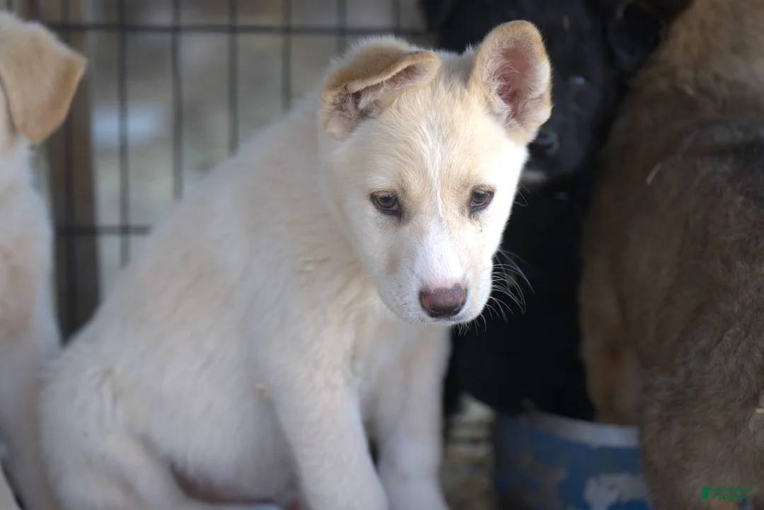 Mixed Breed dogs for sale: Toes M Cream - Ad 5