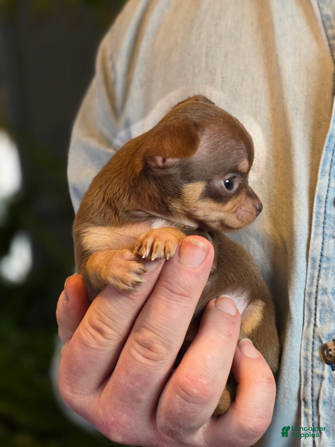 Chihuahua dogs for sale: Milk Choco Nugget  - Ad 12
