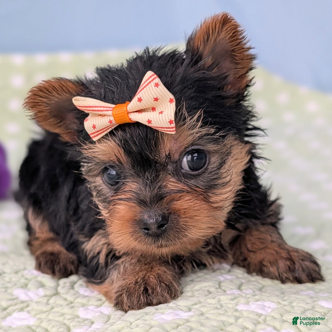 Yorkshire Terrier dogs for sale: Shortbread - Ad 8