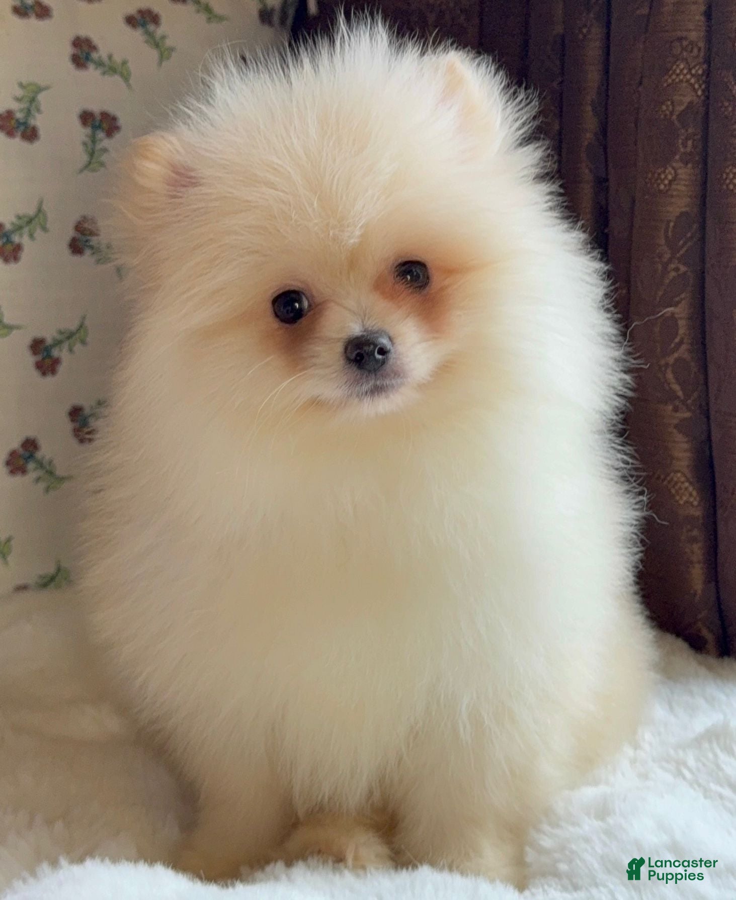 Pomeranian dogs Pomeranian Puppy Donald - Ad 26