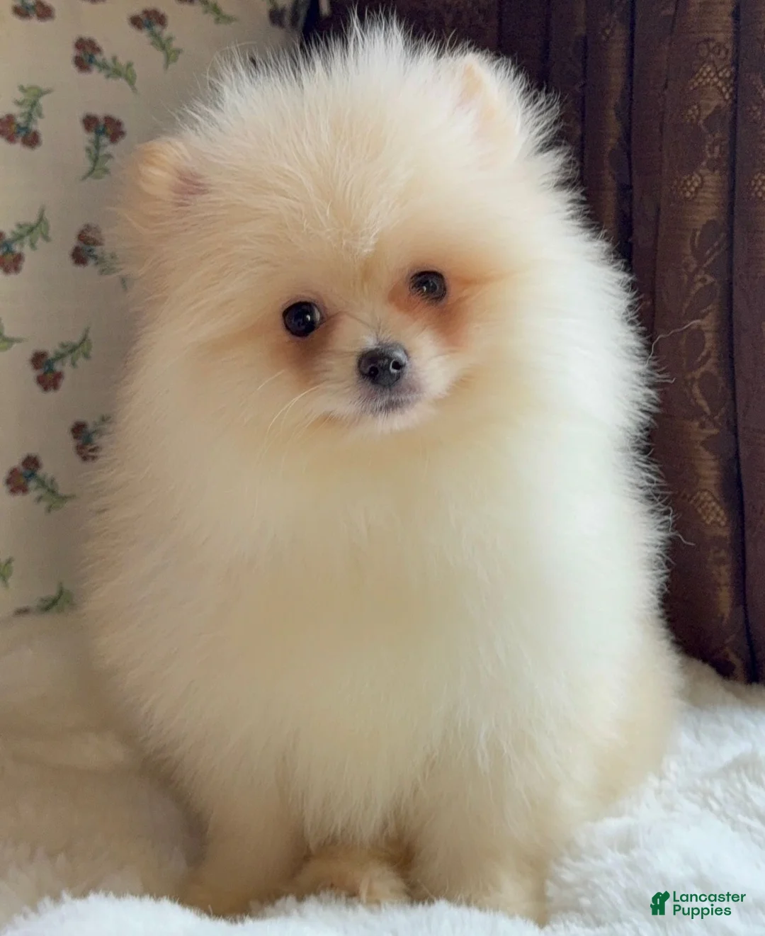 Pomeranian dogs for sale: Pomeranian Puppy Donald - Ad 1