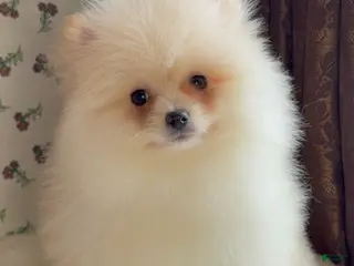 Pomeranian dogs Pomeranian Puppy Donald - Ad 26