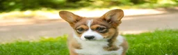Welsh Corgi Pembroke dogs for sale: Giselle - Ad 3