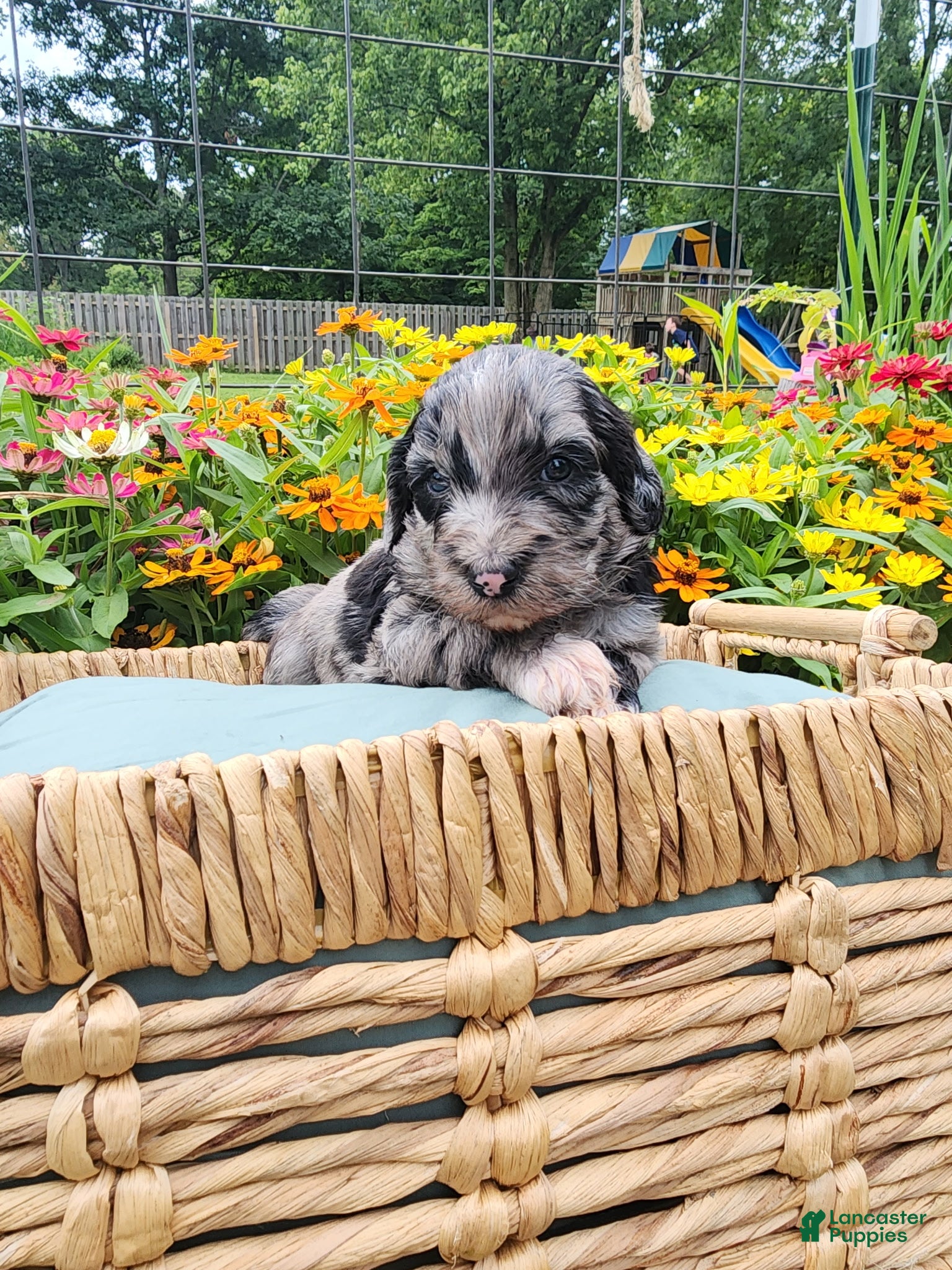 Mini Sheepadoodle dogs Cosmo - Ad 2