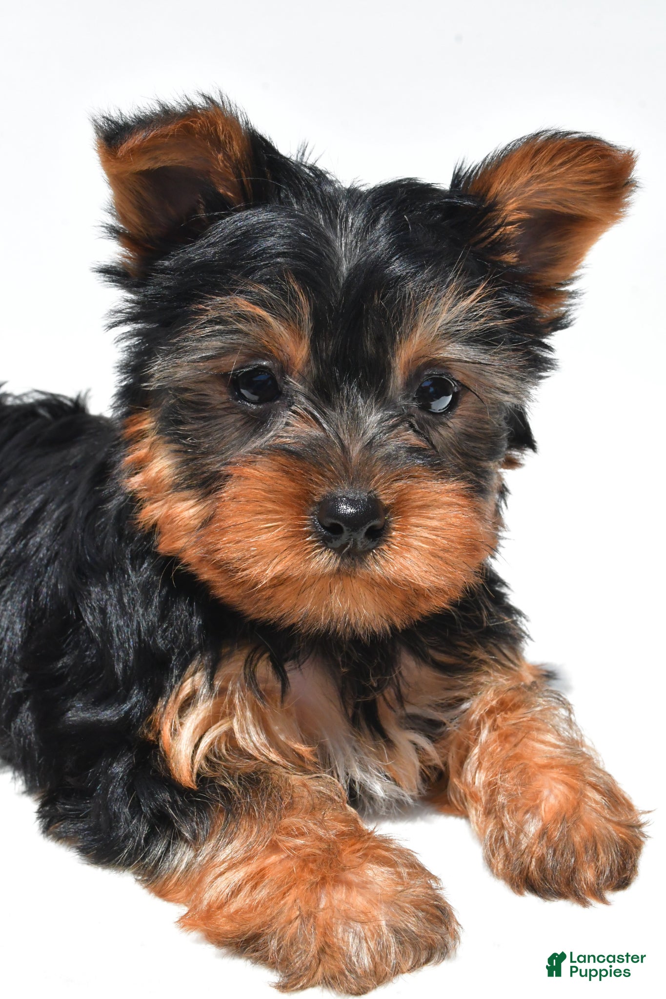 Yorkshire Terrier dogs Jet - Ad 2