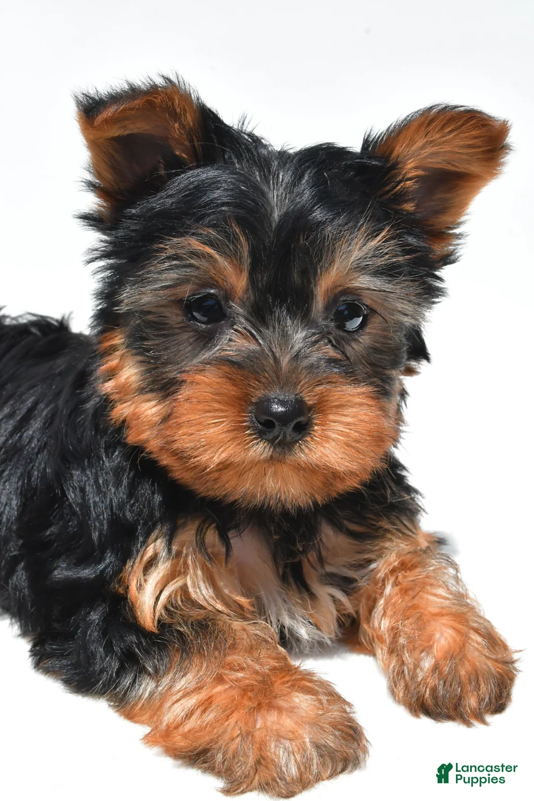 Yorkshire Terrier dogs for sale: Jet - Ad 2