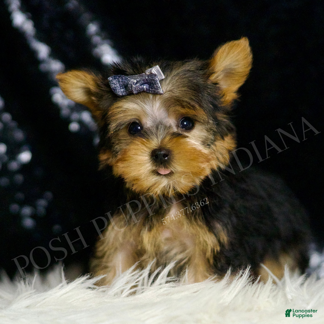 Yorkshire Terrier dogs for sale: Nemo AKC MALE - Ad 6