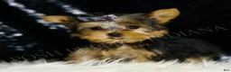 Yorkshire Terrier dogs for sale: Nemo AKC MALE - Ad 6