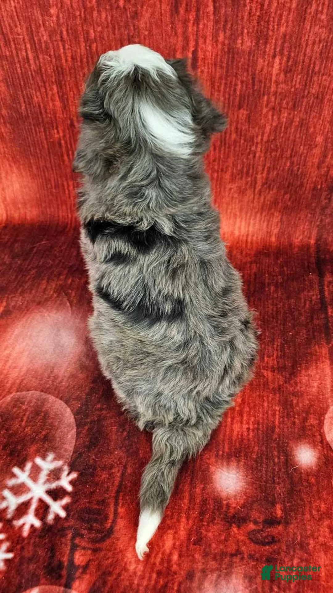 Mini Bernedoodle dogs for sale: Brinley - Ad 4