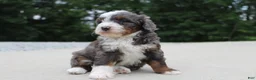 Mini Bernedoodle dogs for sale: Sophia - Ad 5