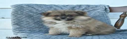 Pomeranian dogs for sale: Gimli  - Ad 3