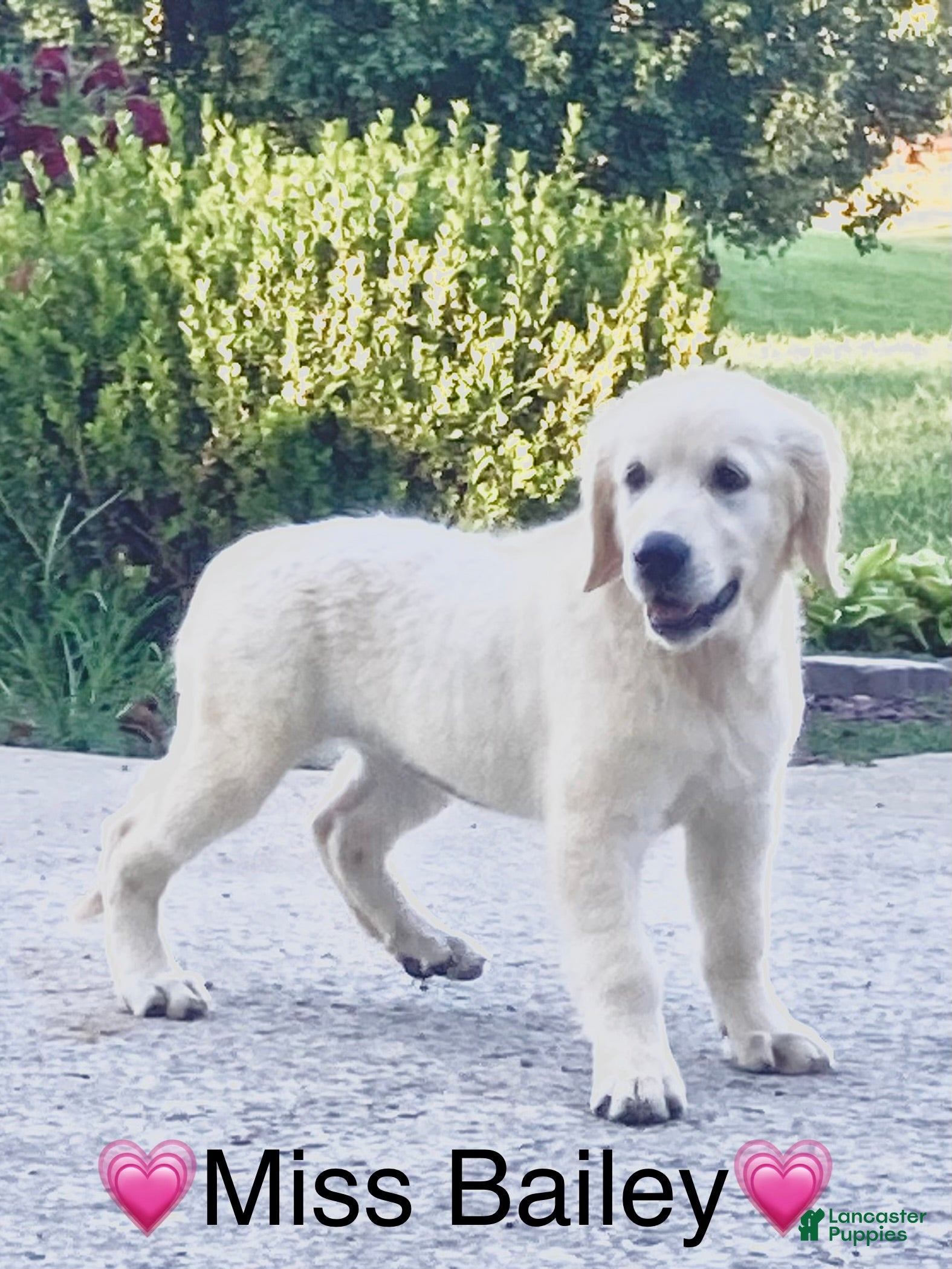 Golden Retriever dogs Miss Bailey is READY NOW! - Ad 2