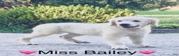 Golden Retriever dogs for sale: Miss Bailey is READY NOW! - Ad 2