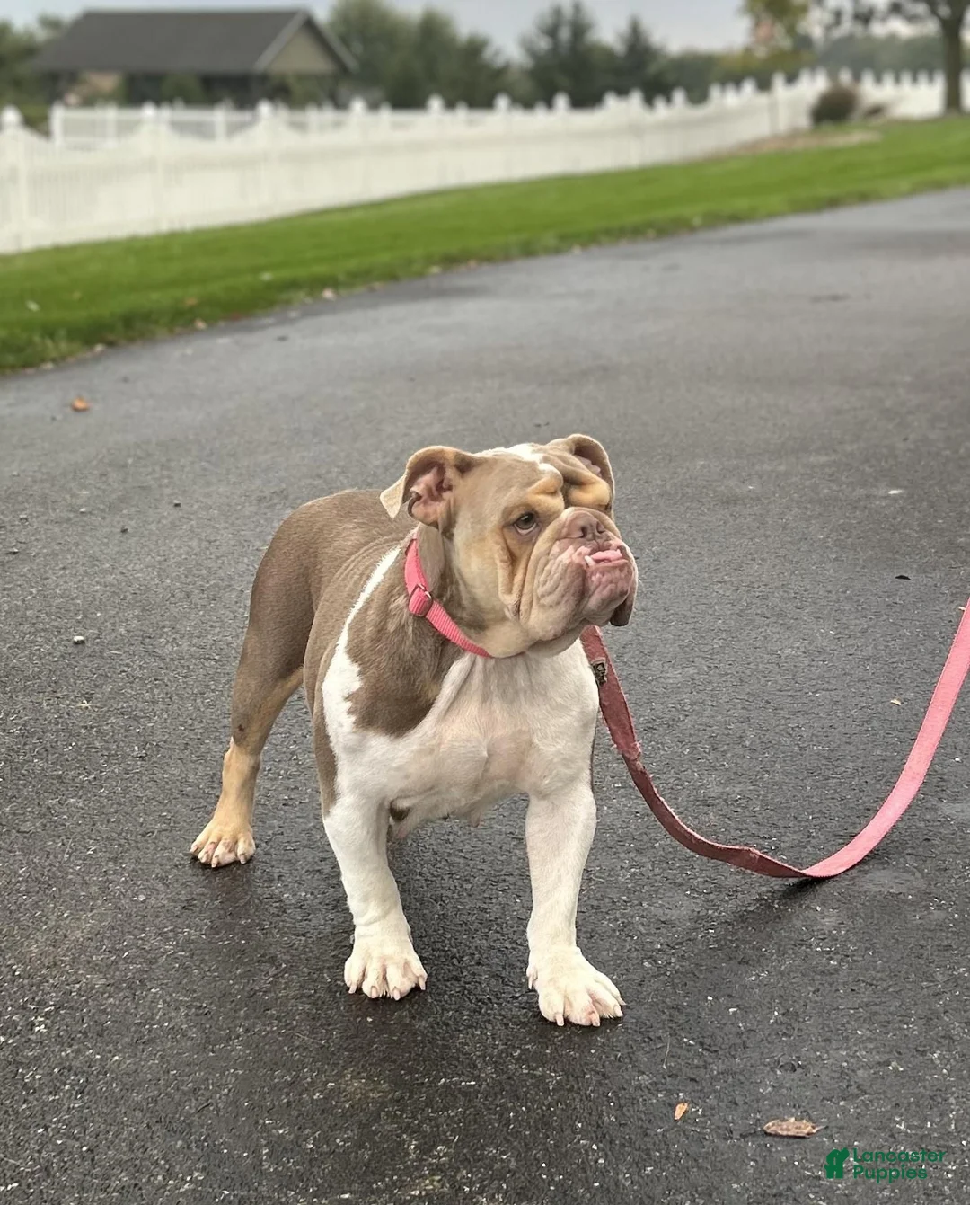English Bulldog dogs for sale: Henry - Ad 5