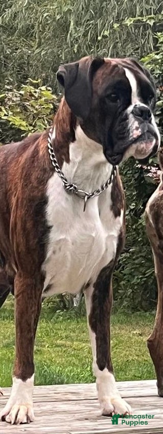 Boxer dogs Bayern - Ad 1