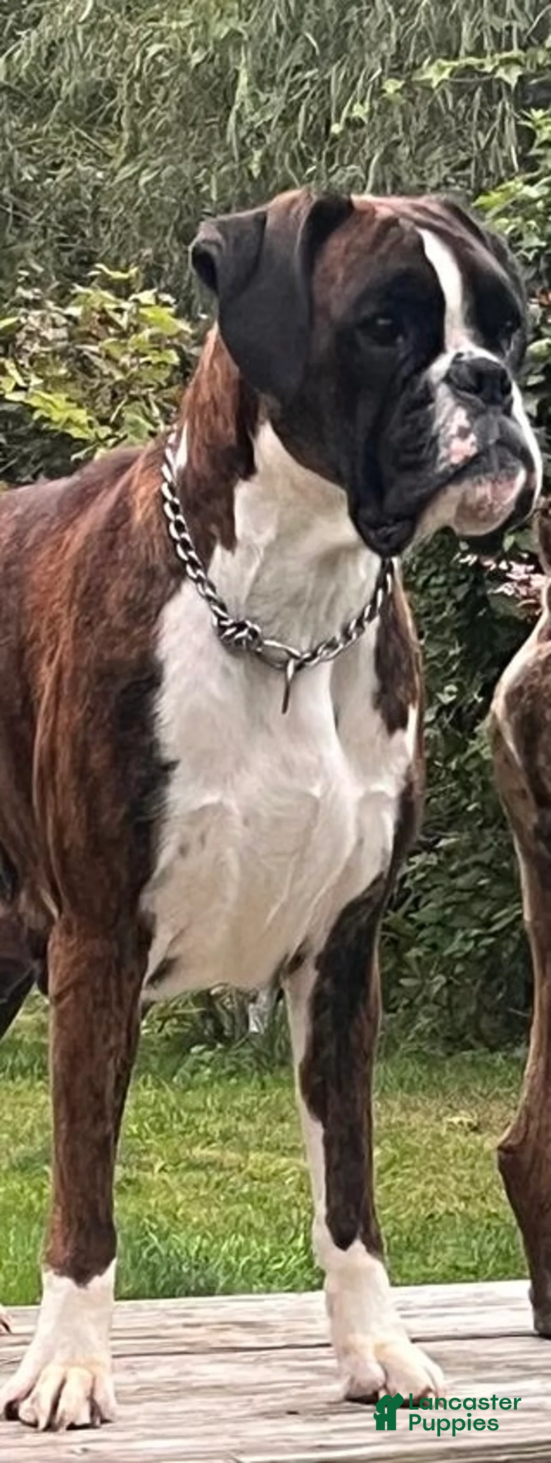 Boxer dogs for sale: Bayern - Ad 1