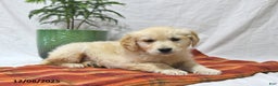 Golden Retriever dogs for sale: Tucker - Ad 3