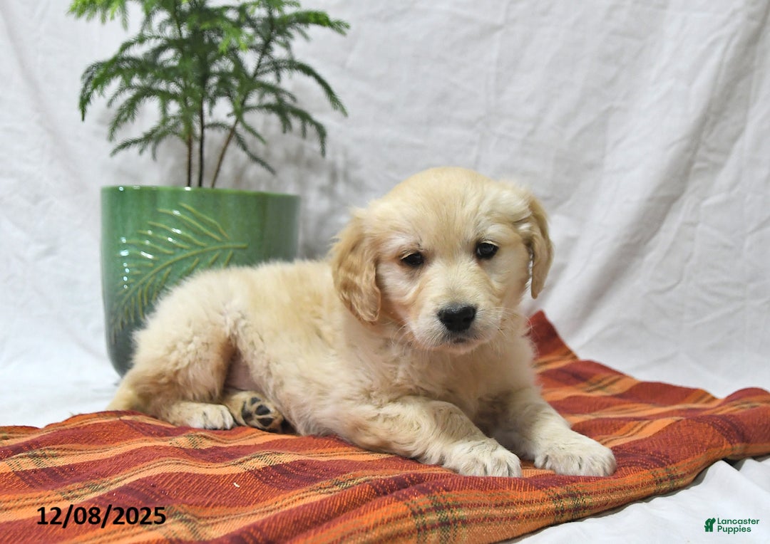 Golden Retriever dogs for sale: Tucker - Ad 3