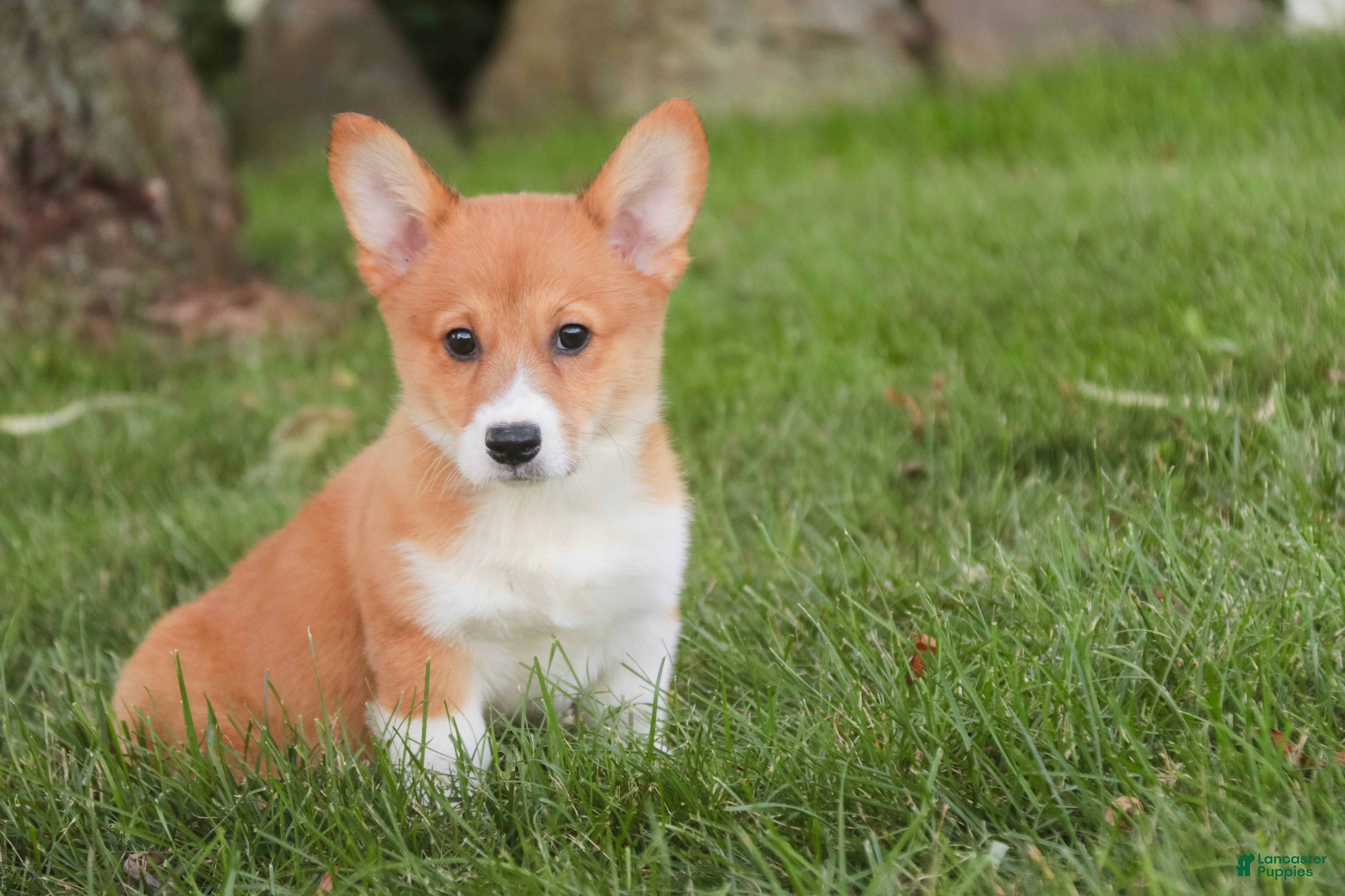 Welsh Corgi Pembroke dogs Trix Welsh Corgi Pembroke  - Ad 2