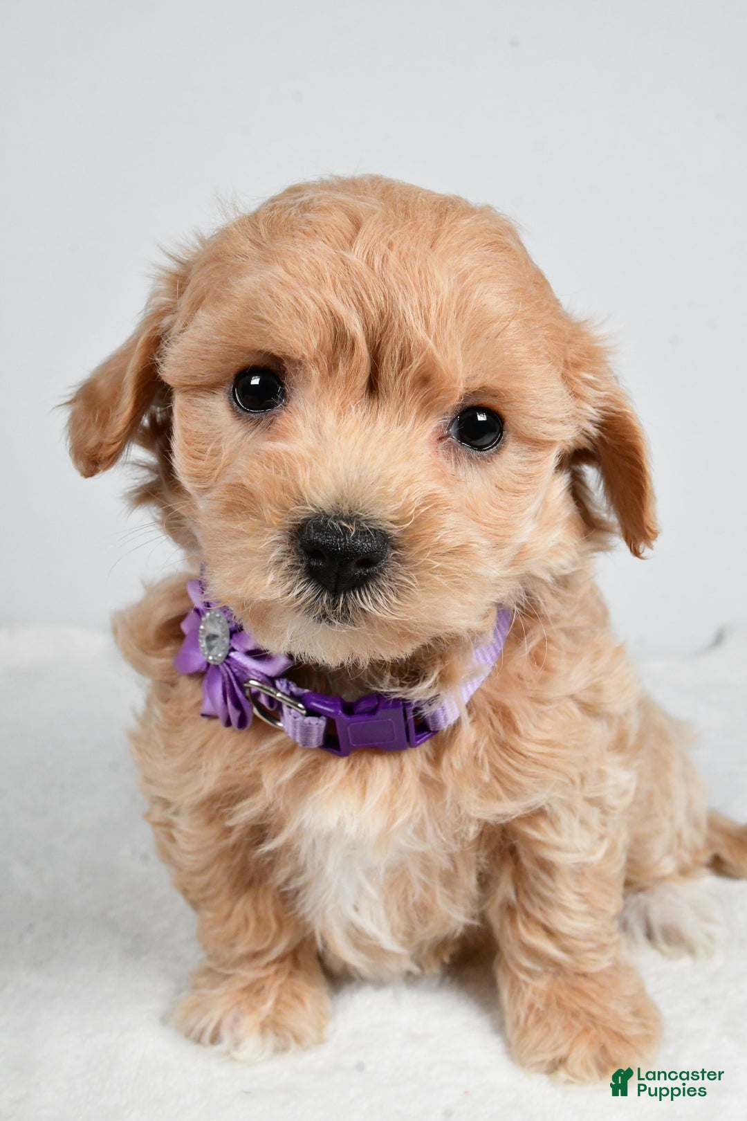 Maltipoo dogs for sale: Julie - Ad 2