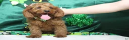 Cavapoo dogs for sale: Cinnamon  - Ad 8