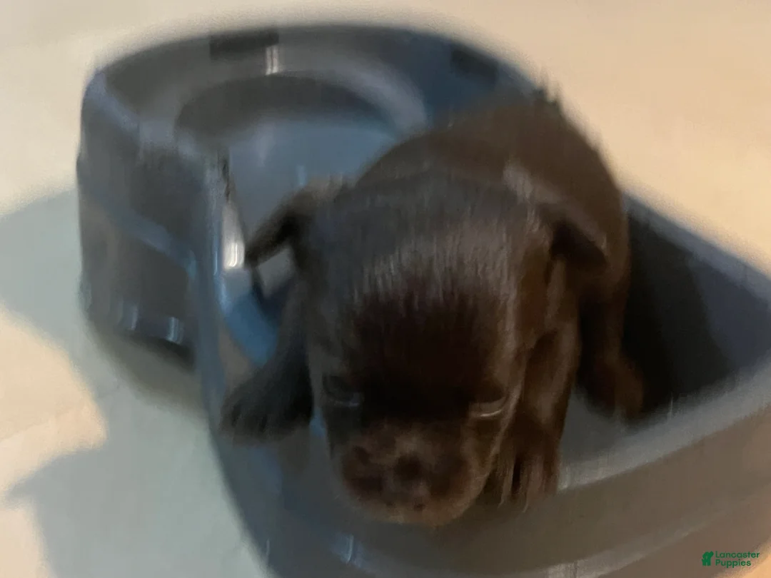 Chihuahua dogs for sale: Chihuahua Puppy 5 - Ad 1