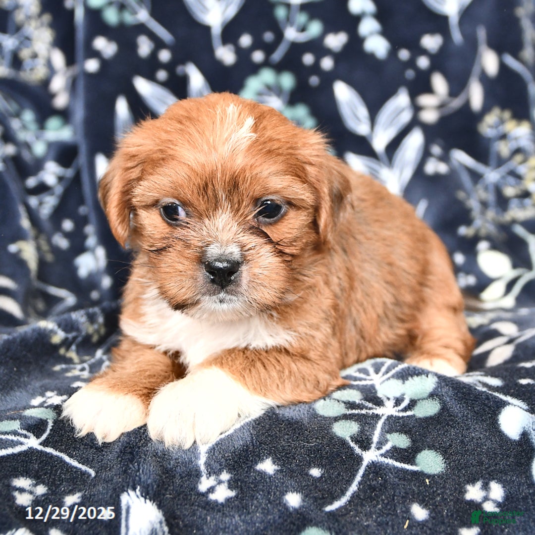 Shorkie dogs for sale: Charlie - Ad 3