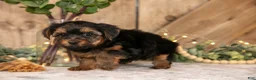 Yorkshire Terrier dogs for sale: Domino - Ad 3