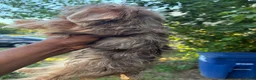 Yorkshire Terrier dogs for sale: Yorkshire Terrier 2 - Ad 7