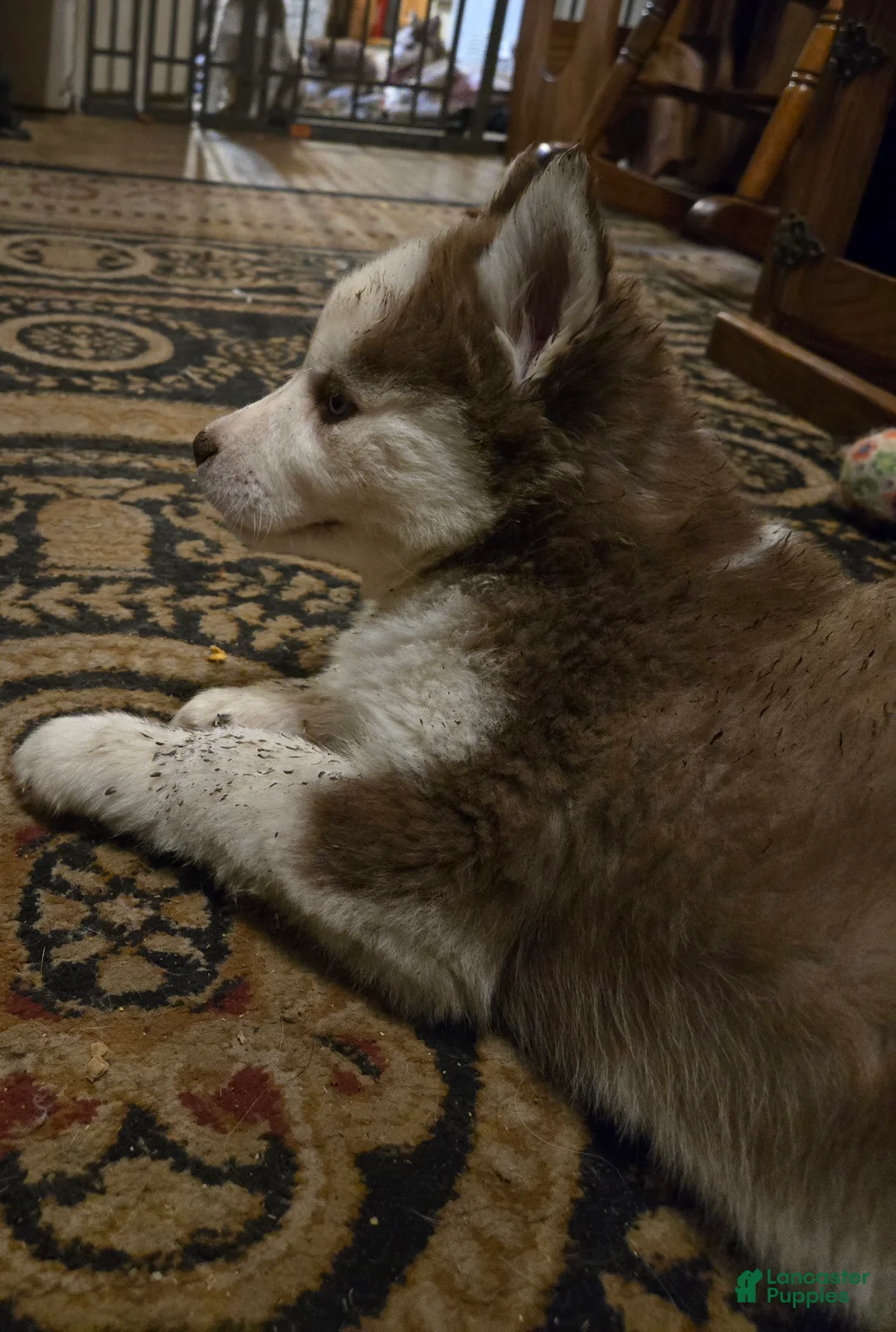 Siberian Husky dogs for sale: Bonnie - Ad 5