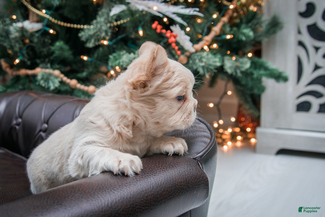 French Bulldog dogs for sale: Oakley - Ad 3