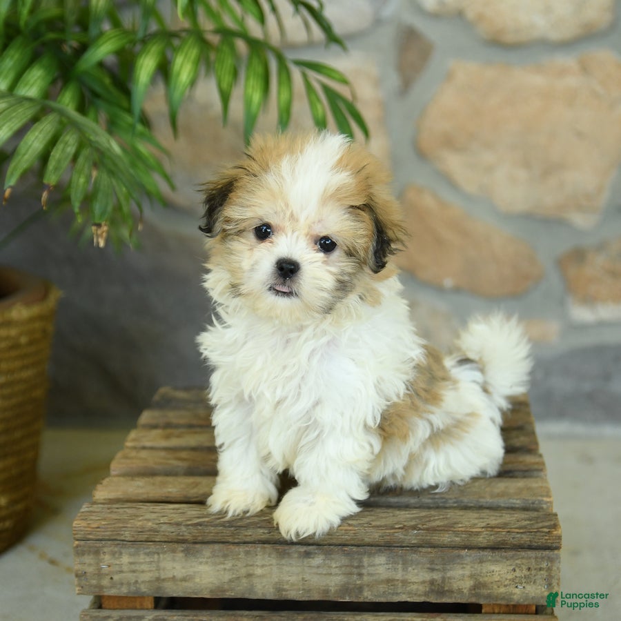 Teddy Bear dogs Tonya - Ad 2
