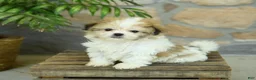 Teddy Bear dogs for sale: Tonya - Ad 2
