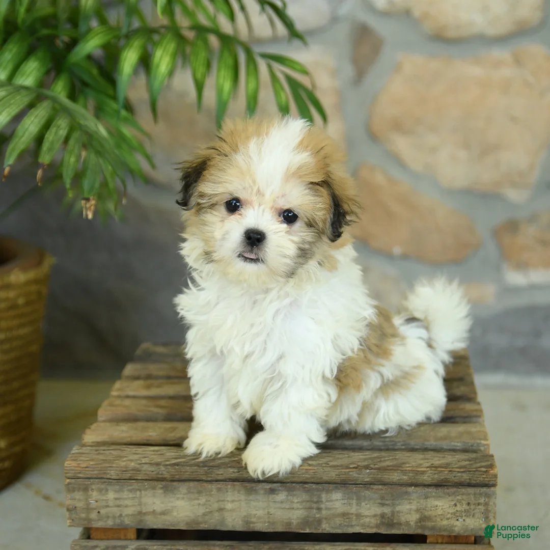 Teddy Bear dogs for sale: Tonya - Ad 2